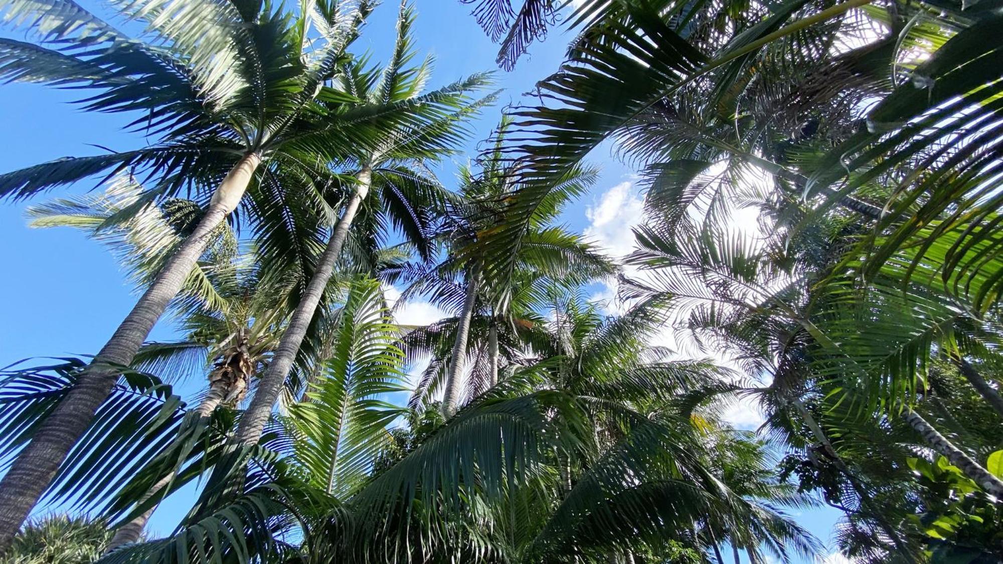 Coliver - Coliving A La Reunion Saint Pierre Extérieur photo