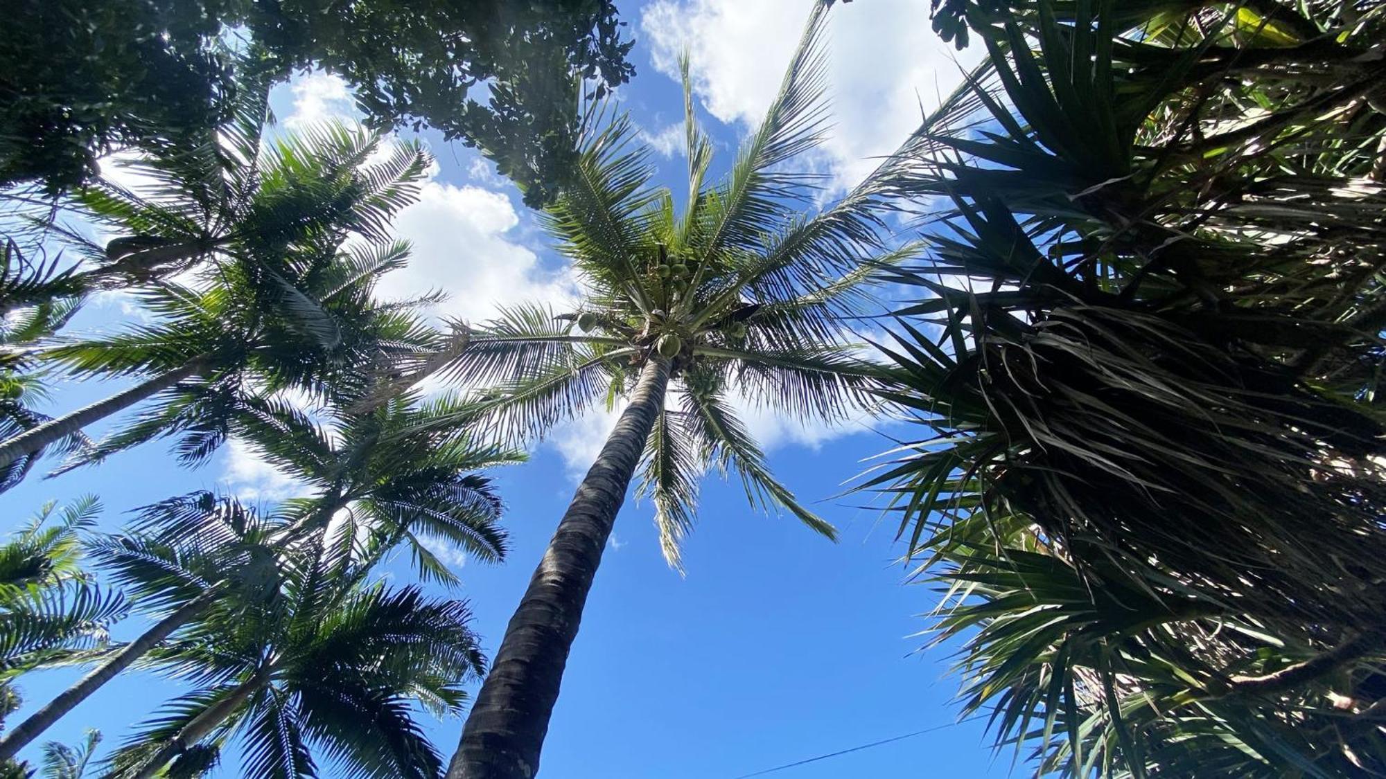 Coliver - Coliving A La Reunion Saint Pierre Extérieur photo